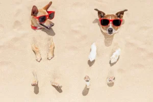 Discount Ingegraven honden op het strand fotobehang Dieren