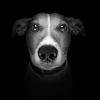 Online Jack Russel met een zwarte achtergrond fotobehang Tienerkamer | Dieren