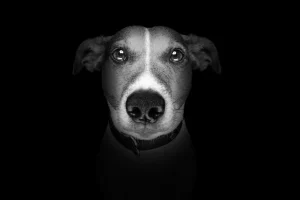 Online Jack Russel met een zwarte achtergrond fotobehang Tienerkamer | Dieren