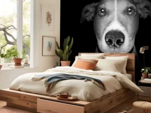 Online Jack Russel met een zwarte achtergrond fotobehang Tienerkamer | Dieren