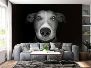 Online Jack Russel met een zwarte achtergrond fotobehang Tienerkamer | Dieren