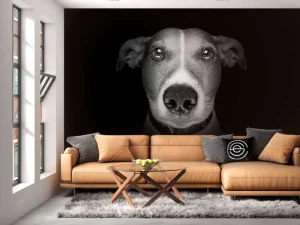 Online Jack Russel met een zwarte achtergrond fotobehang Tienerkamer | Dieren