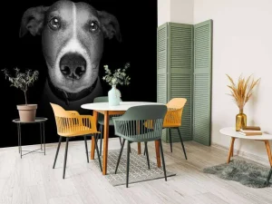 Online Jack Russel met een zwarte achtergrond fotobehang Tienerkamer | Dieren