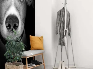 Online Jack Russel met een zwarte achtergrond fotobehang Tienerkamer | Dieren
