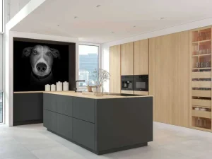Online Jack Russel met een zwarte achtergrond fotobehang Tienerkamer | Dieren