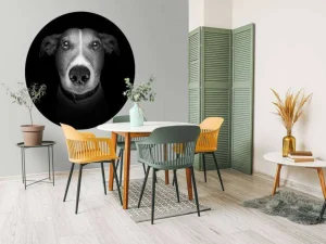 Online Jack Russel met een zwarte achtergrond fotobehang Tienerkamer | Dieren