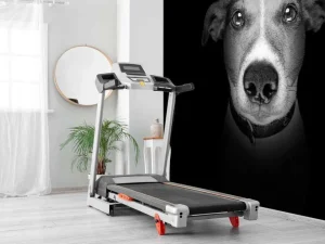 Online Jack Russel met een zwarte achtergrond fotobehang Tienerkamer | Dieren