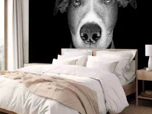 Online Jack Russel met een zwarte achtergrond fotobehang Tienerkamer | Dieren