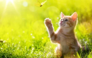 Fashion Jonge kat probeert een vlinder te vangen fotobehang Kinderkamer | Dieren