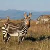 Outlet Kaapse bergzebra's fotobehang Dieren