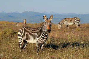 Outlet Kaapse bergzebra's fotobehang Dieren