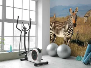 Outlet Kaapse bergzebra's fotobehang Dieren