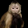 Outlet Kapucijnaap met een zwarte achtergrond fotobehang Dieren