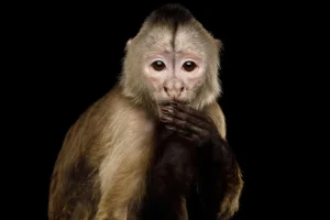 Outlet Kapucijnaap met een zwarte achtergrond fotobehang Dieren