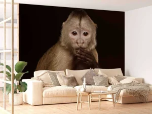 Outlet Kapucijnaap met een zwarte achtergrond fotobehang Dieren