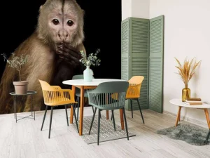 Outlet Kapucijnaap met een zwarte achtergrond fotobehang Dieren