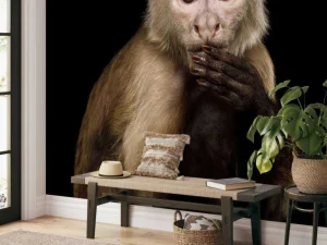 Outlet Kapucijnaap met een zwarte achtergrond fotobehang Dieren