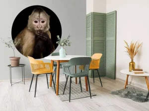 Outlet Kapucijnaap met een zwarte achtergrond fotobehang Dieren