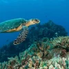 Discount Karetschildpad bij een koraalrif fotobehang Dieren