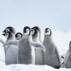 Sale Keizerspinguïns in de sneeuw fotobehang Dieren