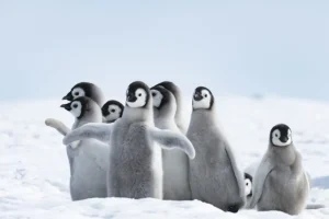 Sale Keizerspinguïns in de sneeuw fotobehang Dieren