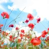 Fashion Klaprozen in het voorjaar fotobehang Bloemen