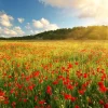 Best Klaprozen met Zonsondergang fotobehang Bloemen
