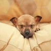 Outlet Kleine puppy slaapt op een kussen fotobehang Dieren