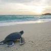Sale Kleine schildpad op het strand fotobehang Tienerkamer | Kinderkamer