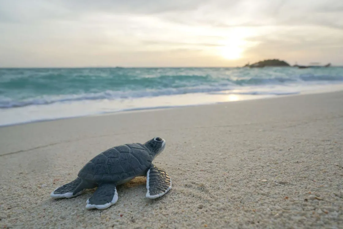 kleine_schildpad_op_het_s_0.webp Sale Kleine schildpad op het strand fotobehang Tienerkamer | Kinderkamer