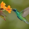 Clearance Kleurrijke Kolibrie op Bloem fotobehang Dieren | Bloemen