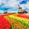 Hot Kleurrijke tulpen creatie fotobehang Steden | Architectuur
