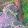 Outlet Koala aan het slapen fotobehang Kinderkamer | Dieren
