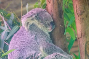 Outlet Koala aan het slapen fotobehang Kinderkamer | Dieren