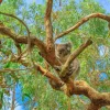 New Koala in een Eucalyptus boom fotobehang Dieren | Bloemen