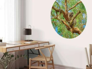 New Koala in een Eucalyptus boom fotobehang Dieren | Bloemen