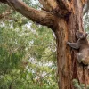 Fashion Koala klimt in een boom fotobehang Dieren | Bloemen