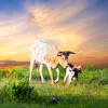 Fashion Koe en Kalf zonsondergang fotobehang Dieren