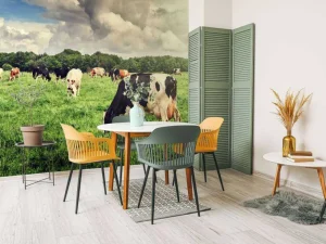 Clearance Koeien grazen in weide fotobehang Steden | Architectuur