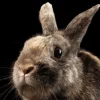 Best Konijn met een zwarte achtergrond fotobehang Kinderkamer | Dieren