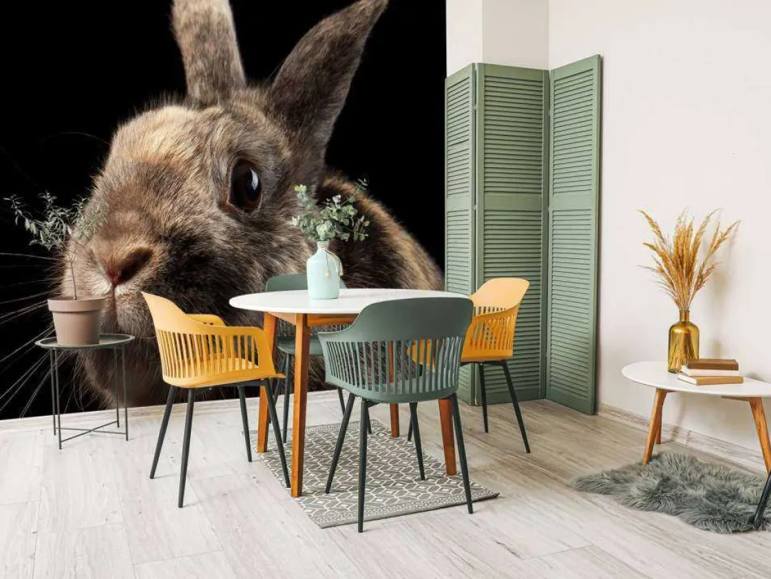 konijn_met_een_zwarte_ach_3.webp Best Konijn met een zwarte achtergrond fotobehang Kinderkamer | Dieren