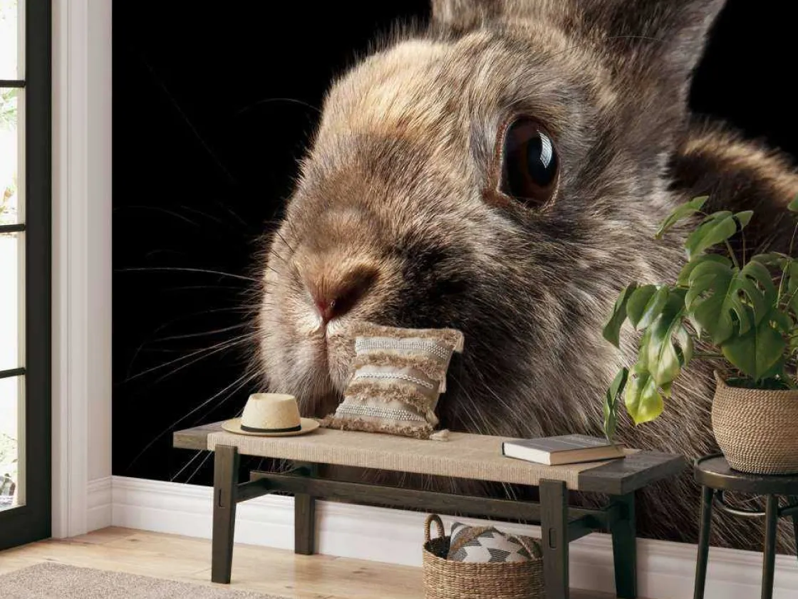 konijn_met_een_zwarte_ach_4.webp Best Konijn met een zwarte achtergrond fotobehang Kinderkamer | Dieren