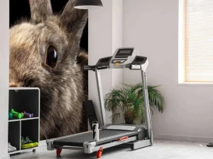 Best Konijn met een zwarte achtergrond fotobehang Kinderkamer | Dieren
