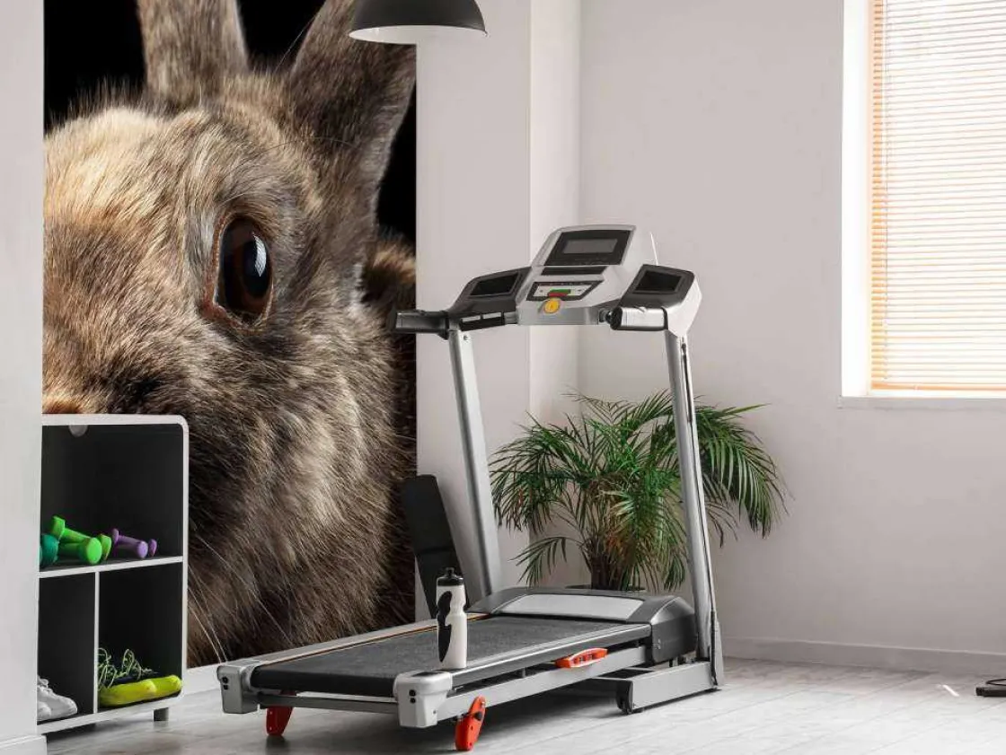 konijn_met_een_zwarte_ach_8.webp Best Konijn met een zwarte achtergrond fotobehang Kinderkamer | Dieren