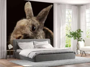 Best Konijn met een zwarte achtergrond fotobehang Kinderkamer | Dieren