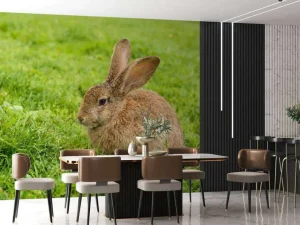 Outlet Konijn op het gras fotobehang Dieren