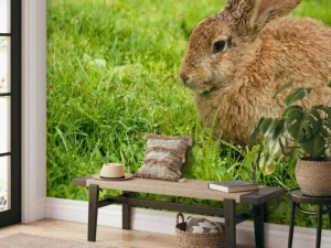 Outlet Konijn op het gras fotobehang Dieren