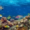 Clearance Koraalrif met veel verschillende soorten onderwater dieren fotobehang Dieren