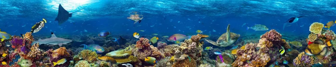 koraalrif_met_veel_versch_0.webp Clearance Koraalrif met veel verschillende soorten onderwater dieren fotobehang Dieren