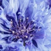 Best Korenbloem close-up fotobehang Bloemen
